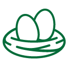 Nest with two eggs in it